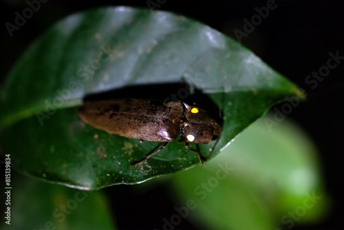 A bioluminescent click beetle, Pyrophorus sp., at night on a leaf photo