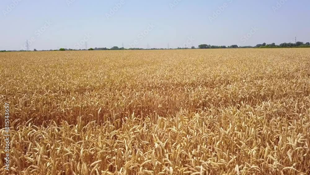 Drone video of large golden ripe wheat ears Drone video of large golden ripe wheat ears