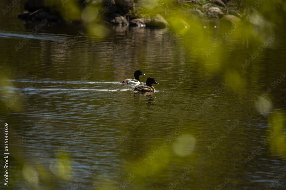 birds of duck family - Aythya fuligula birds of duck family - Aythya fuligula