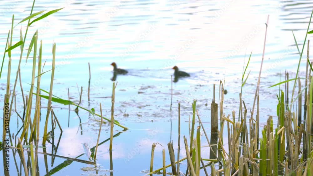 little ducklings swim in the water
little ducklings swim in the water
