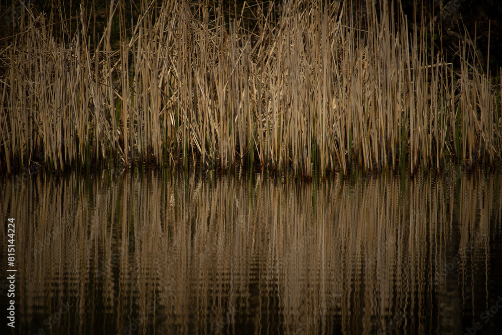 Close up of dry reeds in a pond Close up of dry reeds in a pond