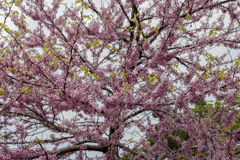How spring looks like in Downtown, Toronto How spring looks like in Downtown, Toronto