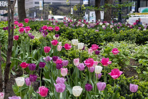 Wallpaper Mural How spring looks like in Downtown, Toronto Torontodigital.ca