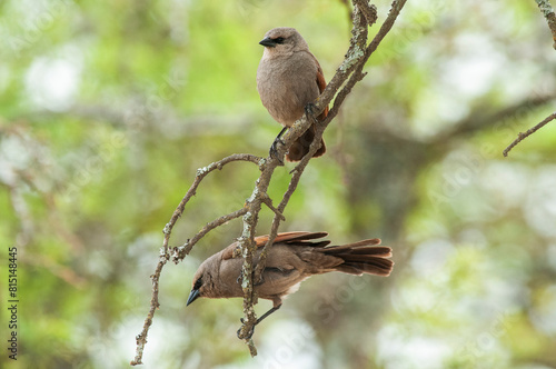 Bay winged Cowbird nesting, in Calden forest environment, La Pampa Province, Patagonia, Argentina.