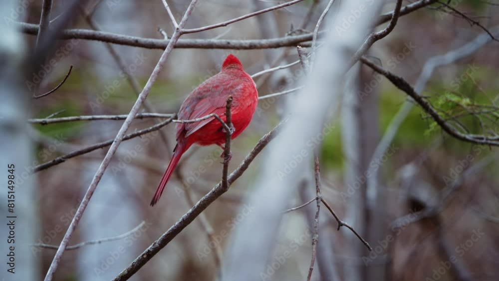 Male Northern Cardinal perched on a branch against a green background. Adult male Northern Cardinal (Cardinalis cardinalis) perched on a branch, United States, during spring migration. Male Northern Cardinal perched on a branch against a green background. Adult male Northern Cardinal (Cardinalis cardinalis) perched on a branch, United States, during spring migration.