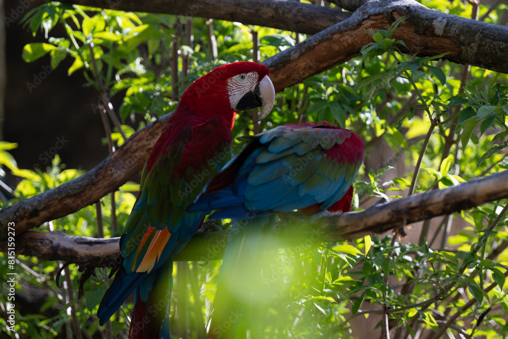 Dark red macaw parrot in Salzburg zoo Austria Dark red macaw parrot in Salzburg zoo Austria