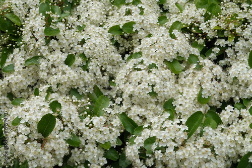 Buisson ardent Pyracantha coccinea en fleurs