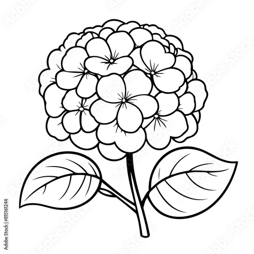 Simple vector illustration of Hydrangea doodle for toddlers worksheet