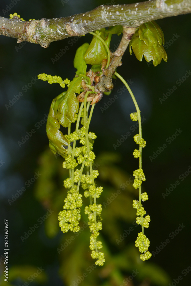 Fototapeta premium Eiche, Stieleiche, Quercus robur L. Blüte