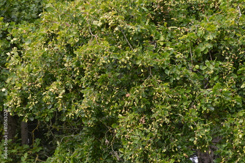 Eiche,  Stieleiche, Quercus robur L.,  Eicheln photo