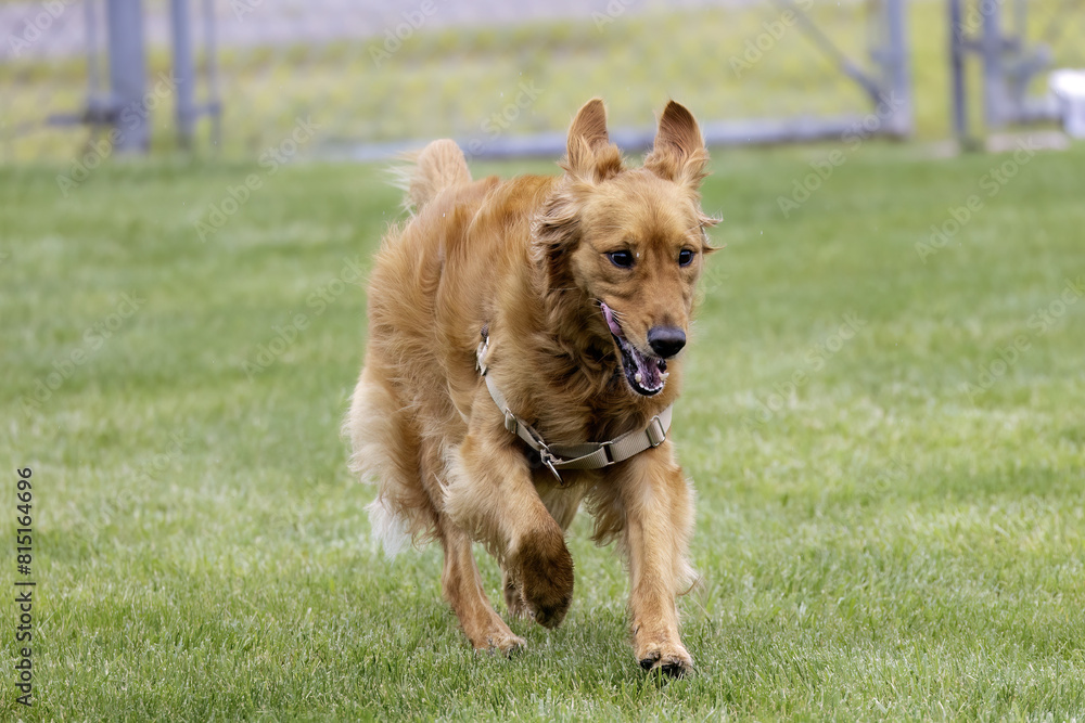 Naklejka premium adorable, adult, animal, background, barking dog, beautiful, breed, canine, close-up, cute, field, forward, friendly, fun, funny, golden, golden retriever, grass, green grass, happy, healthy, joy, lab