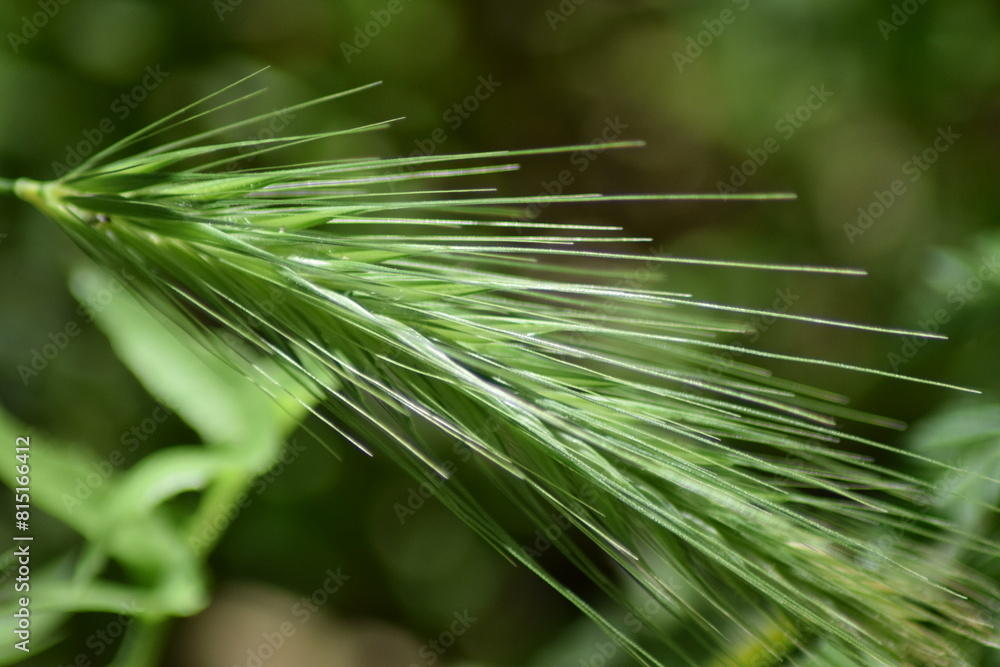 macro shot green plant flower macro shot green plant flower