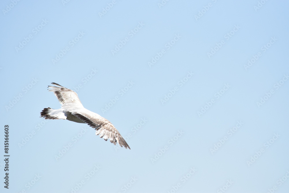 Seagull background flying in the sky Seagull background flying in the sky