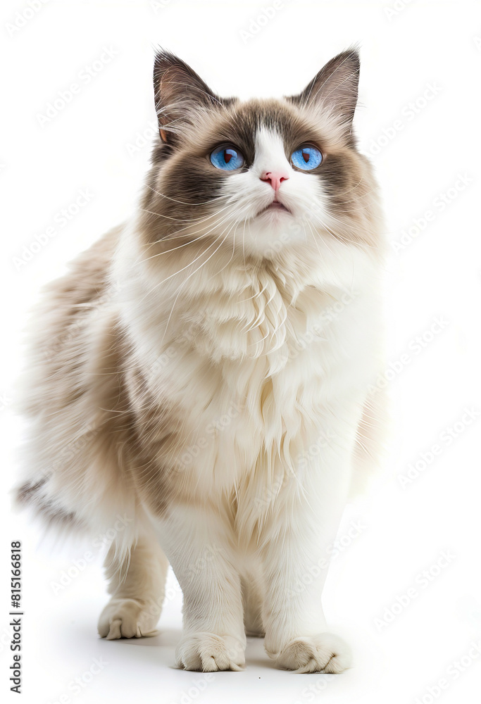 Fototapeta premium A cat with blue eyes standing on a white background.