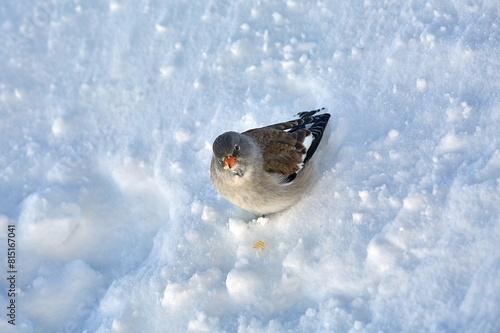 Bird searching for food in winter, white-winged snowfinch photo