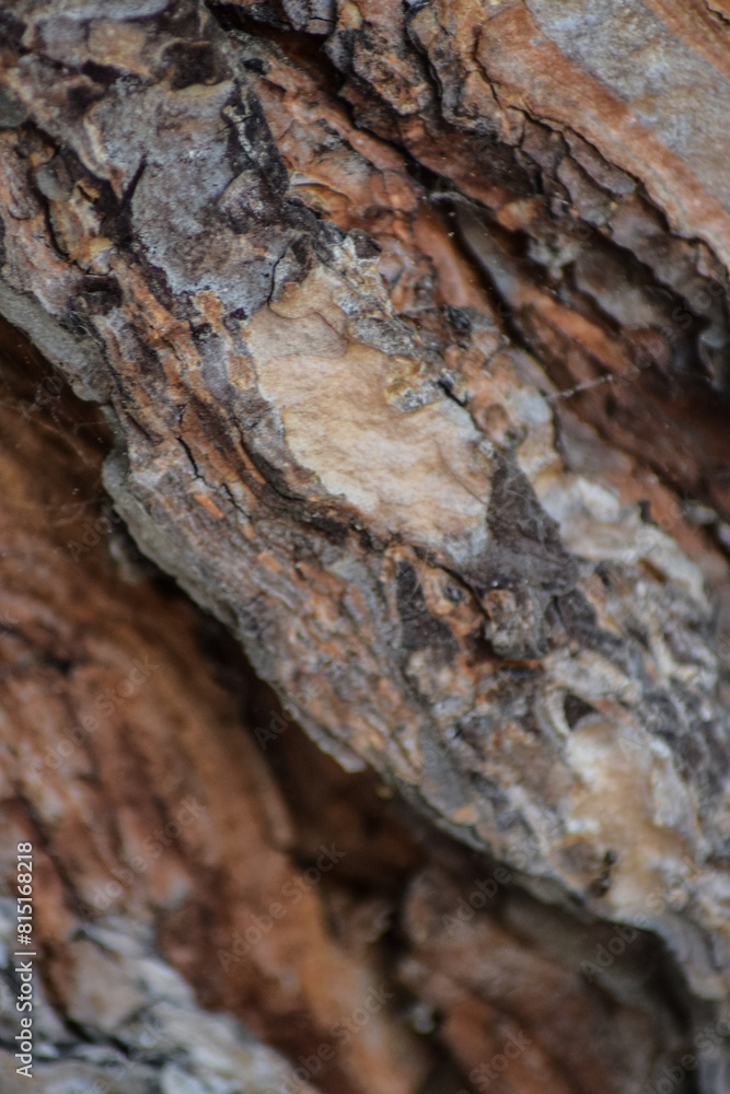 Dried tree surface background pattern Dried tree surface background pattern