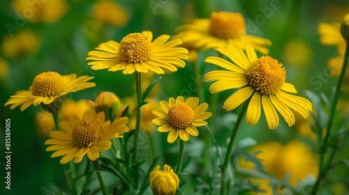 Yellow flower of Tanacetum vulgare in natural background. Medicinal plants in the garden.