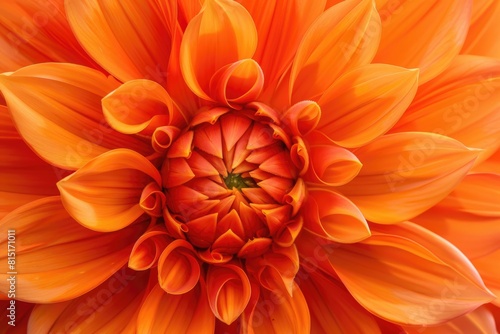 Flower Closeup. Fragile Beauty of Orange Dahlia in Garden Setting