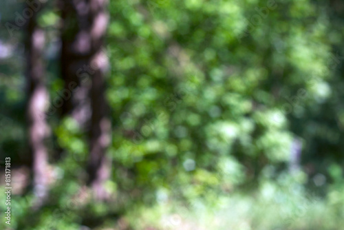 green forest defocused and blurred background