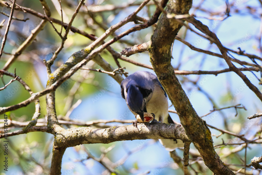 Blue Jay on a tree branch uses its beak to break open a peanut shell to feed on the nuts inside in spring time,mid-may at the Fletcher Wildlife Garden in the Dominion Arboretum Gardens,Ottawa,Canada Blue Jay on a tree branch uses its beak to break open a peanut shell to feed on the nuts inside in spring time,mid-may at the Fletcher Wildlife Garden in the Dominion Arboretum Gardens,Ottawa,Canada