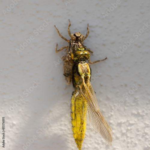 Ein Libelle,  Plattbauch (Libellula depressa) schlüpt aus der Puppe