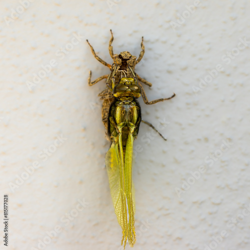 Ein Libelle,  Plattbauch (Libellula depressa) schlüpt aus der Puppe