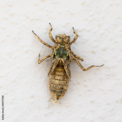Ein Libelle,  Plattbauch (Libellula depressa) schlüpt aus der Puppe