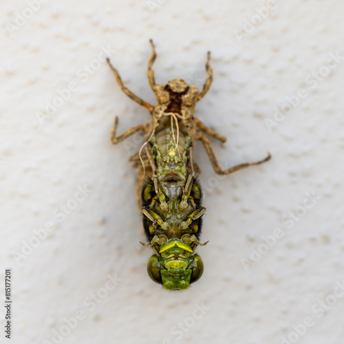 Ein Libelle,  Plattbauch (Libellula depressa) schlüpt aus der Puppe
