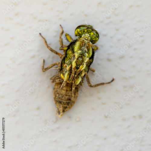 Ein Libelle,  Plattbauch (Libellula depressa) schlüpt aus der Puppe