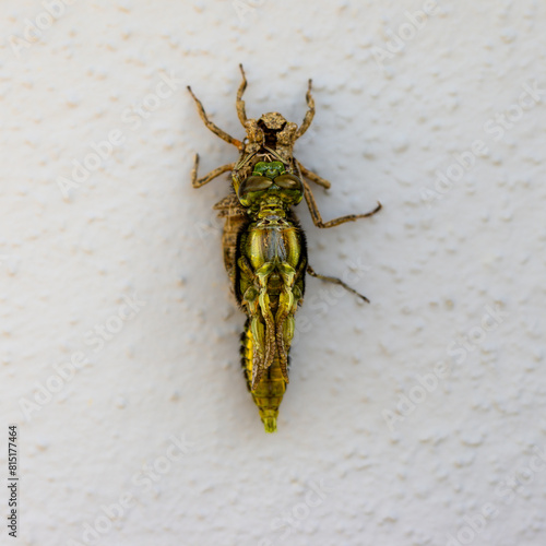 Ein Libelle,  Plattbauch (Libellula depressa) schlüpt aus der Puppe