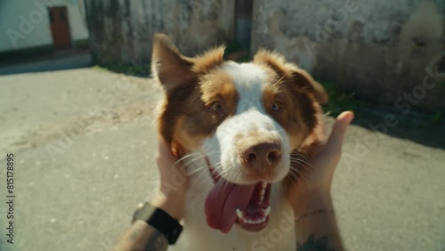 POV owner pets and roughs up adorable cute australian shepherd dog in wide angle perspective. Happy silly dog with tongue sticking out look straight at camera. Funny and loving mens best friend