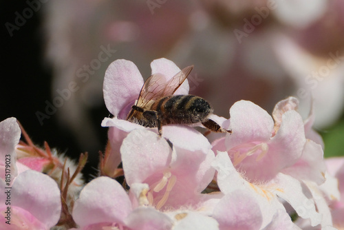 Spring Buzz: A Bee on Pink Blossoms