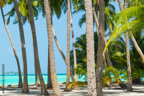 Palm trees with the clear blue water on the background, in Maldives