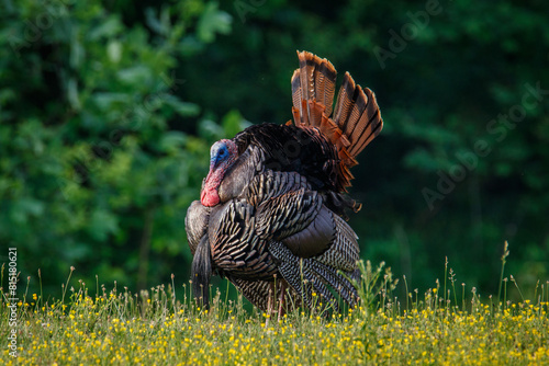 Wild Turkey strutting in a field of yellow flowers.