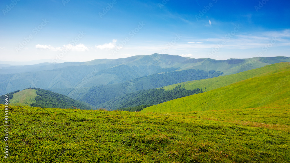 carpathian mountains of ukraine. nature landscape in summer. alpine grassy meadow of mnt. hymba on a sunny day. mnt. stij in the distance. popular travel destination of transcarpathia