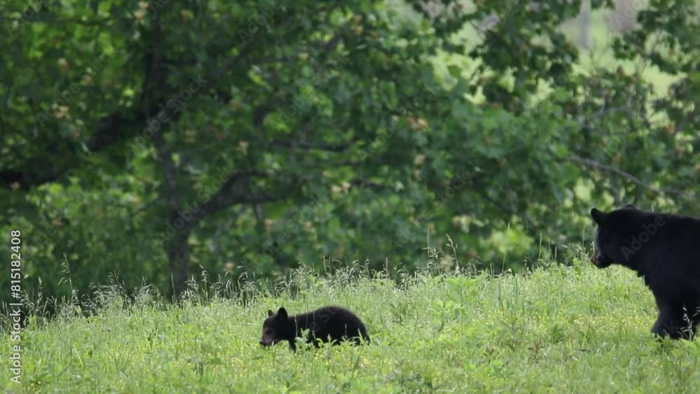 Mother Black bear and 3 cubs walking through a field in the Smokies. Mother Black bear and 3 cubs walking through a field in the Smokies.