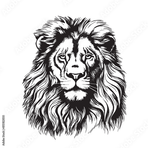 Lion portrait lion head