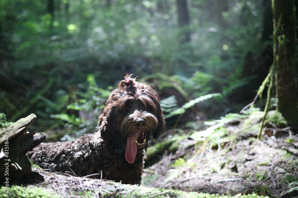 Labradoodle dog in forest looking at camera with defocused background. Cute fluffy puppy dog with long pink tongue sticking out. Dog walking summer background. Selective focus on dog head.