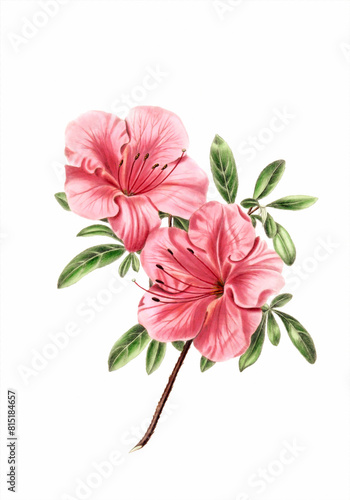 Flower illustration on a white background. Rhododendron