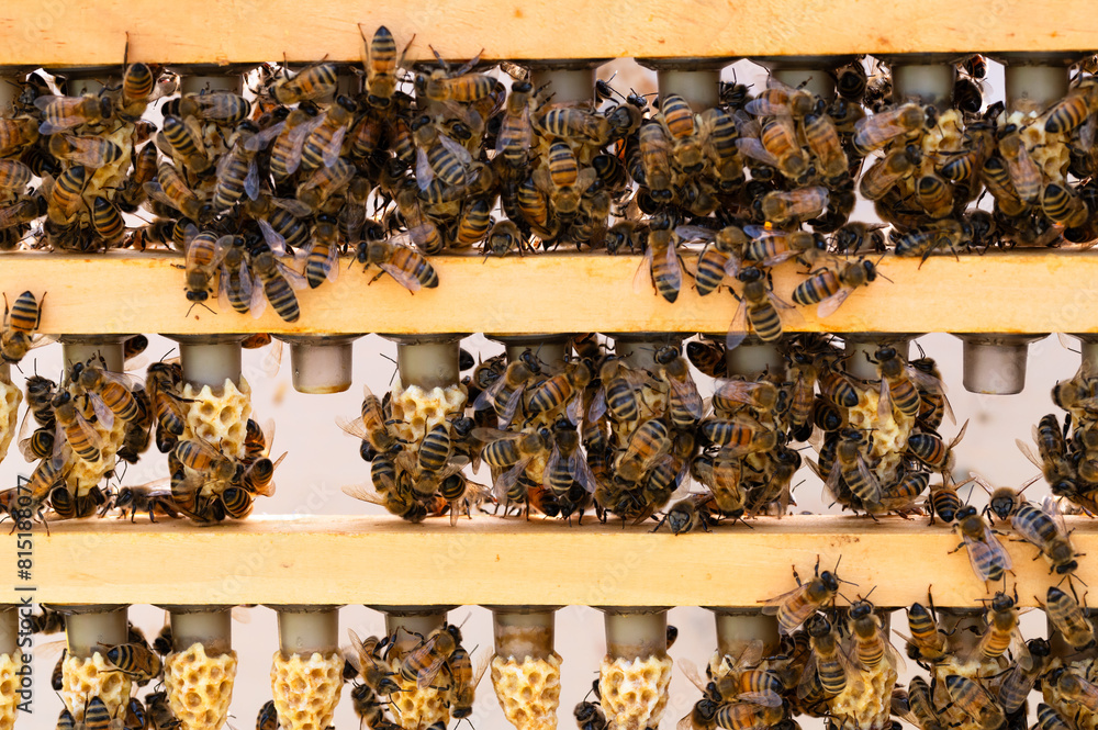 A frame full of grafted queen cells covered in nurse bees A frame full of grafted queen cells covered in nurse bees