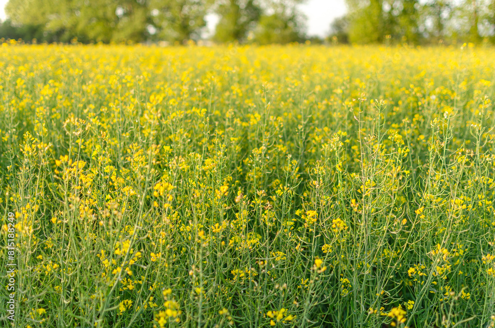 Obraz premium rapeseed field, flowering in spring