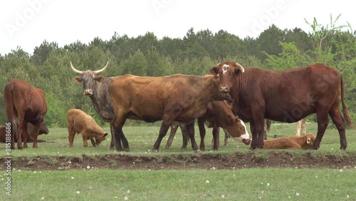 Cows graze on a field with green grass