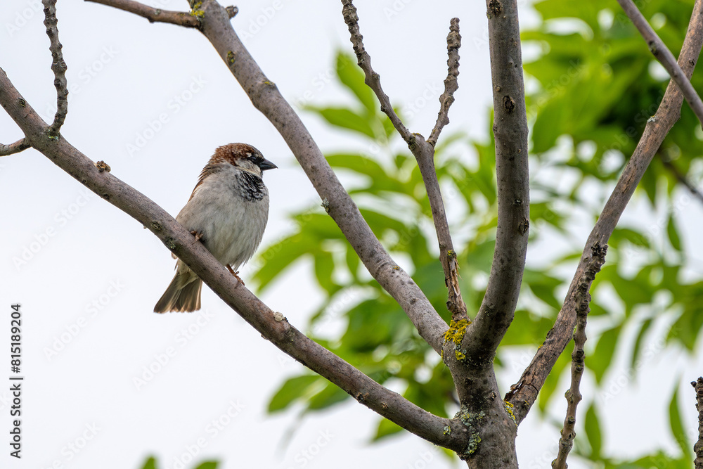 Obraz premium Spatz, Sperling auf einem Baum
