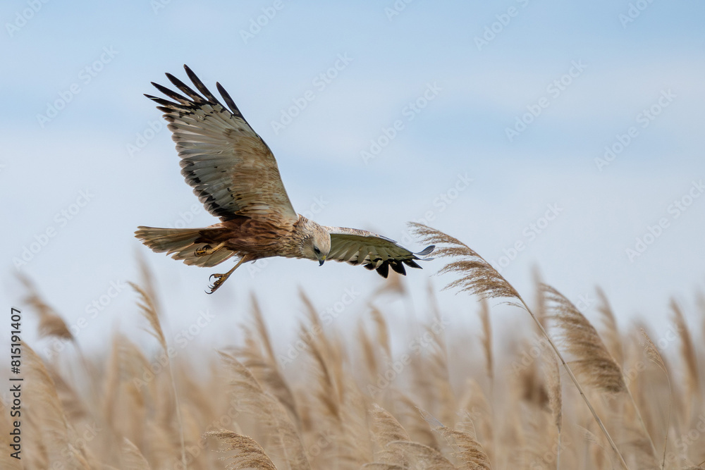 Rohrweihe auf der Jagd im Schiff am Neusiedler See (Circus aeruginosus) Greifvogel aus der Familie der Habichtartigen (Accipitridae)