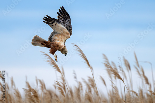 Obraz na płótnie Rohrweihe auf der Jagd im Schiff am Neusiedler See (Circus aeruginosus) Greifvogel aus der Familie der Habichtartigen (Accipitridae) w salonie