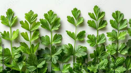 A white background with fresh green vegan vitamin parsley is isolated against a white background