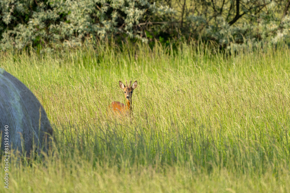 Reh / Rehbock in eine Wiese im Frühling Reh / Rehbock in eine Wiese im Frühling
