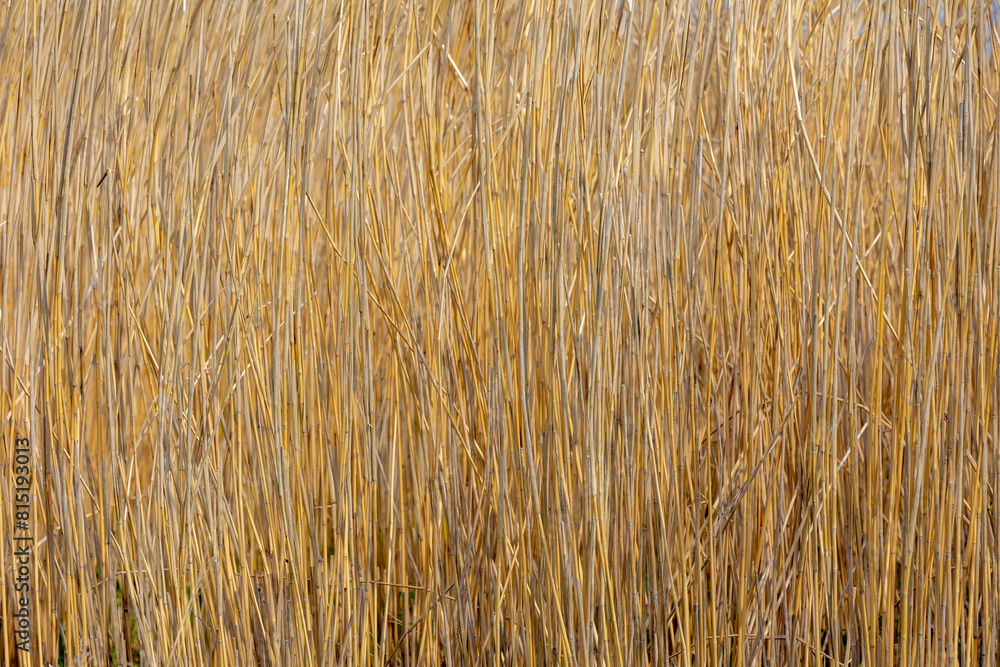 Selective focus of stand trunks of dry reed plant, Dried water reeds with brown stalk, The grass-like plants of wetlands and growing in the estuary of the lake shore, Nature pattern texture background Selective focus of stand trunks of dry reed plant, Dried water reeds with brown stalk, The grass-like plants of wetlands and growing in the estuary of the lake shore, Nature pattern texture background