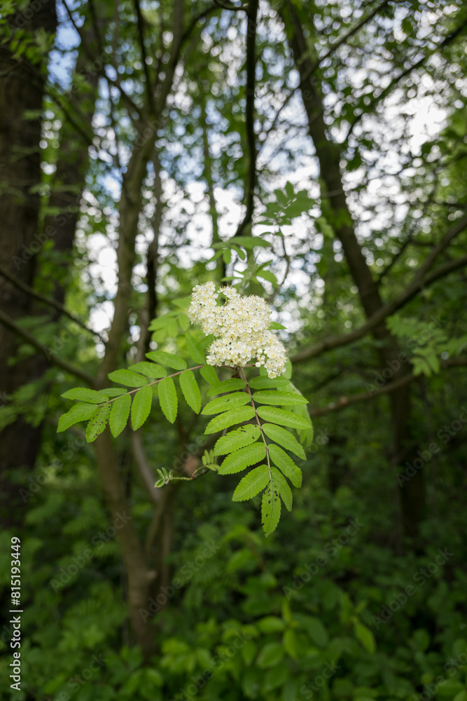 Fototapeta premium White flowers on a rowan tree.