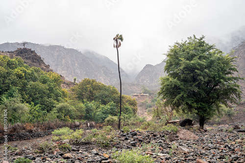 Dry Valley created by a black volcanic rock near the Grand Bara Desert in Djibouti, Horn of Africa, East Africa